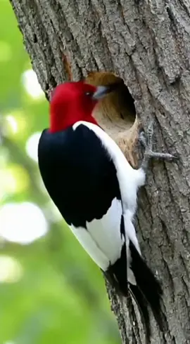 #SoraAI #Funny #Animals #Unexpected #Viral 