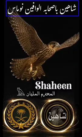 #شاهين #الدولار #المحزم 