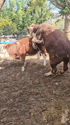 #maşallah #inektohmlaması #ASLANHAYVNÇILIK #kıral 