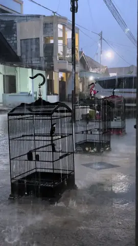 🥀#fypシ゚ #cendetmanianusantara #storykicaumania #cendet #fyppppppppppppppppppppppp 