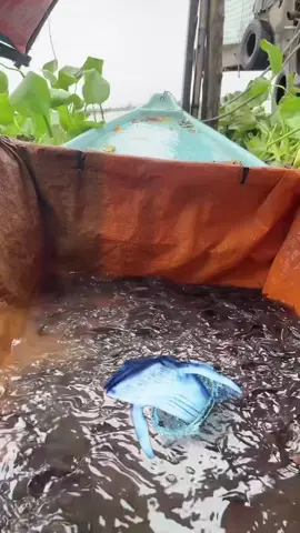 #thanhmot NAM MÔ A DI ĐÀ PHẬT  Cảm Ơn A Chị Đã Phát Tâm Thả Cá Về Với Thiên Nhiên 