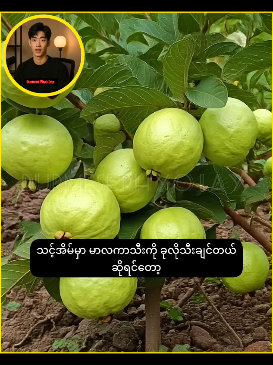 #burmesephyolay #knowledge 