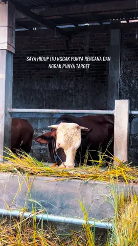 Pesona non poel#fyppppppppp #setiafarm #bakalan 