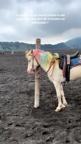 die Pferde sind unnötigem Stress, Chemikalien und stundenlanger harter Arbeit ausgesetzt! Der Einhorn-Look ist kein Spaß für das Tier, sondern reiner Zwang. Viele Pferde sind überarbeitet, unterernährt und haben Schmerzen – und jeder bezahlte Reitservice hält dieses Leid am Leben. Also wenn ihr sowas irgenwo auf dieser welt seht , bitte unterstützt es nicht mit eurem Geld #tierleid #backpacking #reisen #soloreise #traveltiktok 