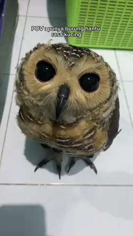 emang boleh semanja ini? #fyp #foryoupage #owl #burunghantu 