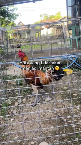 #4u #promomakan1111 #fypp #ak47 #ayamimportfilipin🇵🇭 