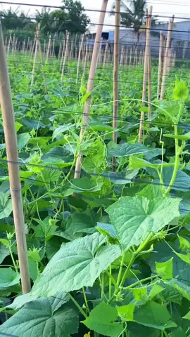 Gần 5 tất một dây mà hết đường đi luôn hoa sen 646.#Dưaleo #Phongdiruong 