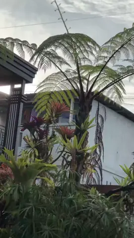 peredam idaman bagi yang suka😜#2strokelover #rxkingbiru #rxkingperedam #fyppppppppppppppppppppppp 