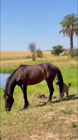 #foryoupage #fyppppppppppppppppppppppp #waqas_kutwaal #1million #growmyaccount 