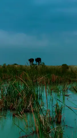 حريت شكتب بخط القلم. #_كاطع_المياحي #تصميم_فيديوهات_كاب_كات🎶🎤🎬تصميمي🔥 #تصويري📷_اهوار_الشافي #كاب_كات #هاشاتاقات_تيك_توك_العرب 