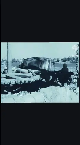 ويرفرف_ العمر_ الجميل_ الحنون -ويفر_ويفرفر_فى_رفة_قانون