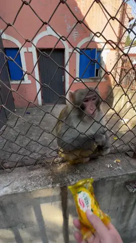 #foryou #fyp #monkey #fun #funny #viral #angry #viralvideo #animal #zoo 