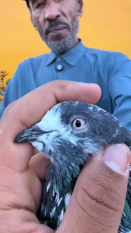 #explore #حمام_باكستاني #kabotarparwari #kabooter #kabooterbaaz 