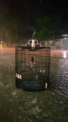 #muraibatu #muraibatuindonesia #muraibatumania #muraibatumedan #muraibatuekorpanjang 