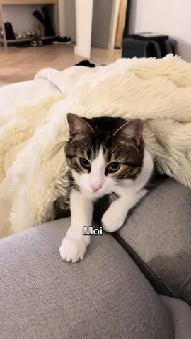 en partenariat avec Ultra Premium Direct, Kitta veut faire connaissance avec vous 🫶🏼  @Ultra Premium Direct @Skeepers France #ultrapremiumdirect #cats #catstiktok #pourtoi 