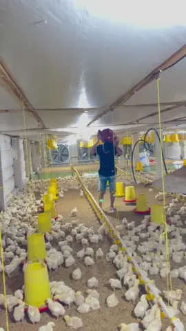 Jam malamnya Peternak Ayam  #peternakayam #kandangayam #kandangclosehouse 