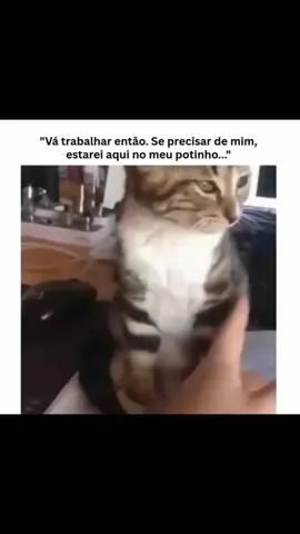 o gato simplesmente virou um líquido mano kkkkkkkk 😳😳😳😳🤣🤣🤣🤣 #humor #fyp #paidepet #gato 