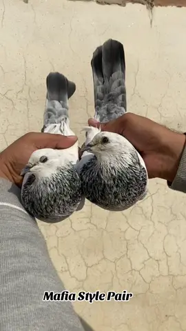 Breeder Pair Deobandi #foryou #viral #pigeon #kabootar #trending 