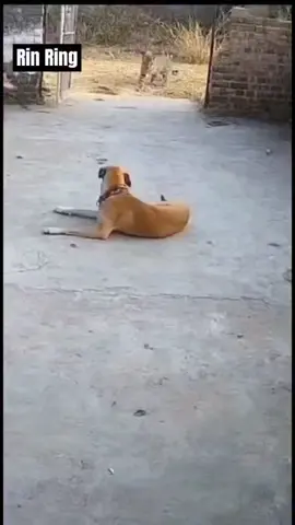 #kedi #keşfet #keşfetteyizzz #çılgın #uzaylikediler #zo #k #uk