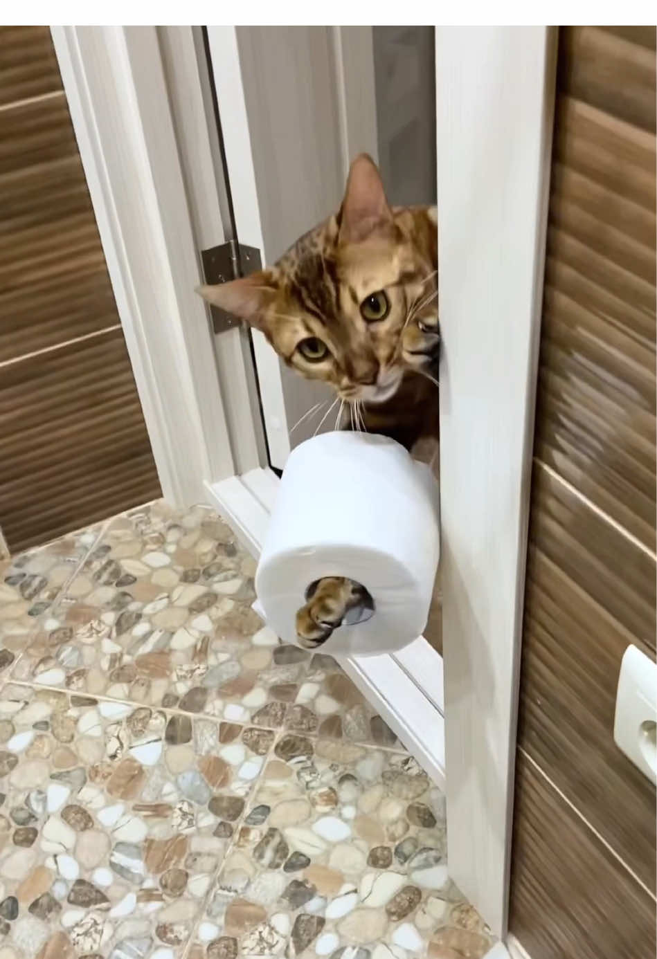 Cats are good helpers to their owners #funny #funnycat #cat #funnycats #tiktok 