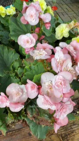 Good morning 🌞🌞🌞 #draft #homestead  #garden #flowers #nature 