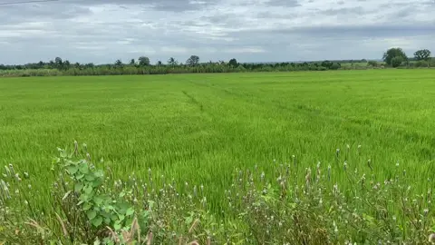 Hương đồng gió nội #quehuongvietnam #canhqueyenbinh  #xuhuongtiktok 