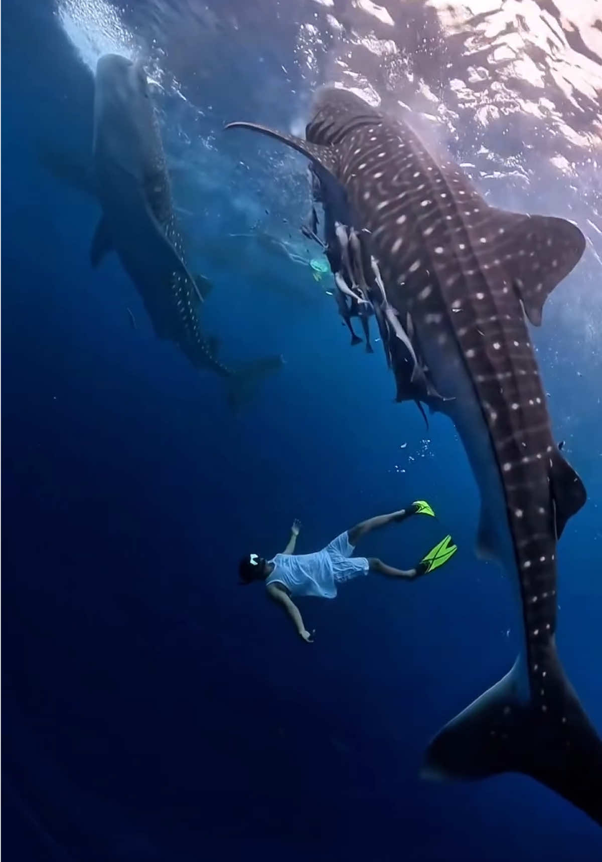 Face to face with Sumbawa’s gentle giants . A moment when it’s just you, the deep blue, and a whale shark gliding beside you. 💙 Cr/ig: aldi_reynaldi_ar 📍Sumbawa, West Nusa Tenggara #WonderfulIndonesia #ExploreSumbawa #WhaleShark #Indonesia