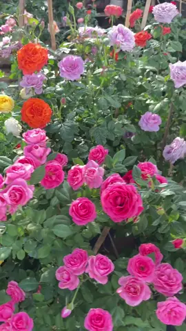 #cherrose#ร้านกุหลาบตลาดพระเงิน #rose#ร้านกุหลาบกรุงเทพ #กุหลาบ