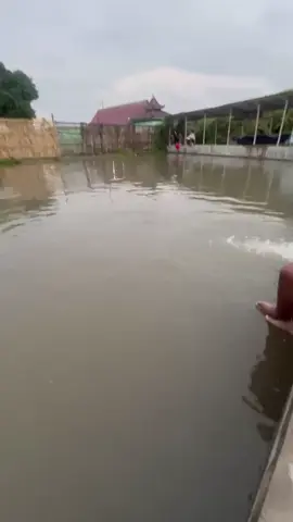 inpo prend#cendanafishing #galamasterbawalklaten #fypppppppppppppp 