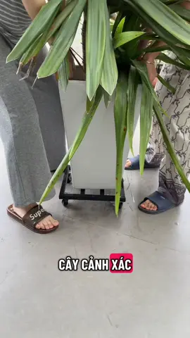 Đế lót di chuyển chậu cây cảnh#reviewthật #linhlanhloi #caycanh #chaucaycanh #giadecaycanh 