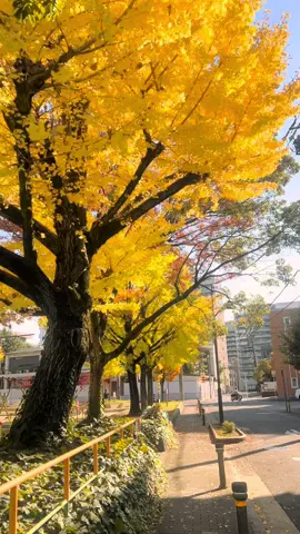 Lá vàng ở công viên Chikusa- Nagoya 16/11/2025 #千種 #chikusa #名古屋 