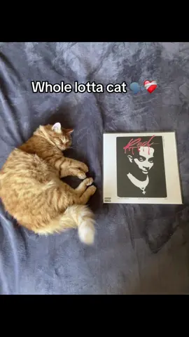 Whole lotta cat ❤️‍🩹 #playboicarti #wholelottared #cat #vinyl #fyp 