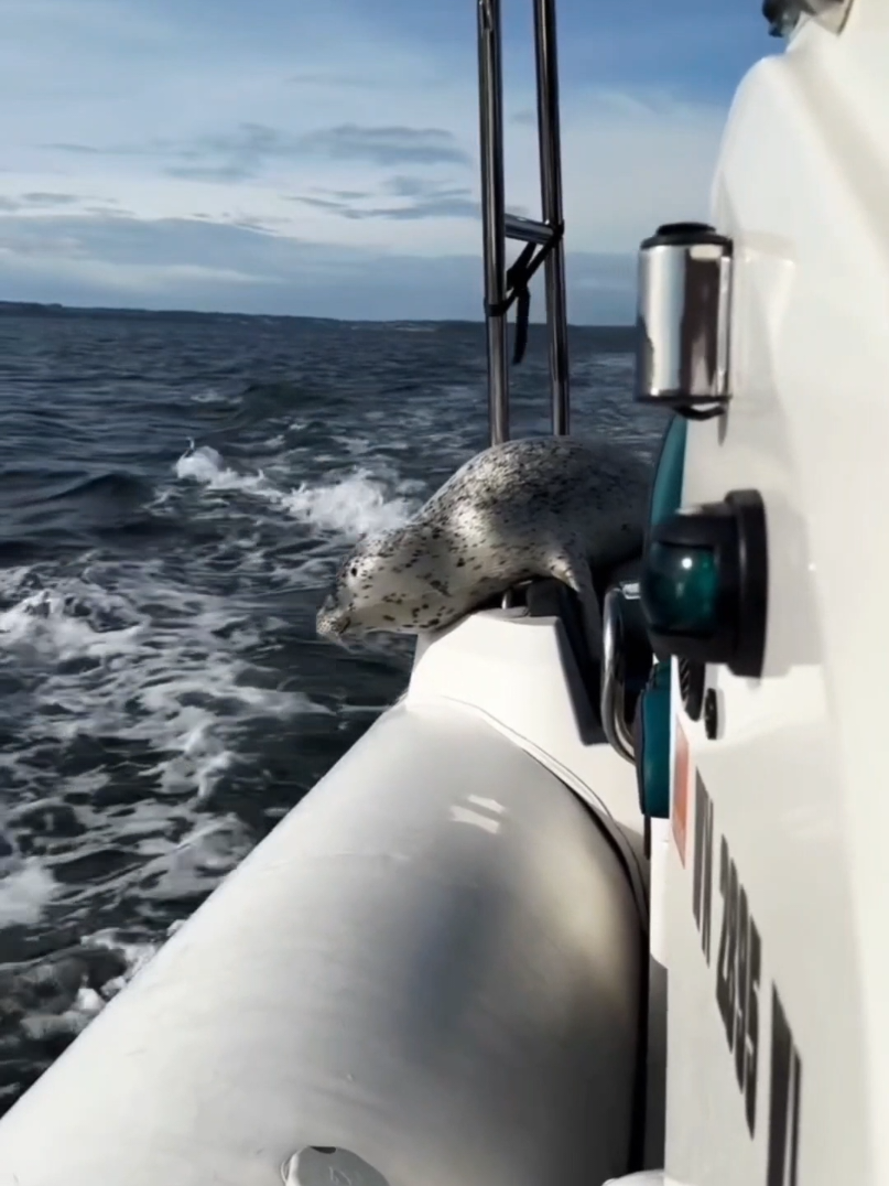 The seal is taken out of the danger zone by boat. A rare moment when the sea allows for a happy ending.Part 2. #orcas #sealrescue #oceanwildlife #naturedrama #fyp 