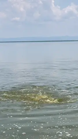 no violence #funny #happy 