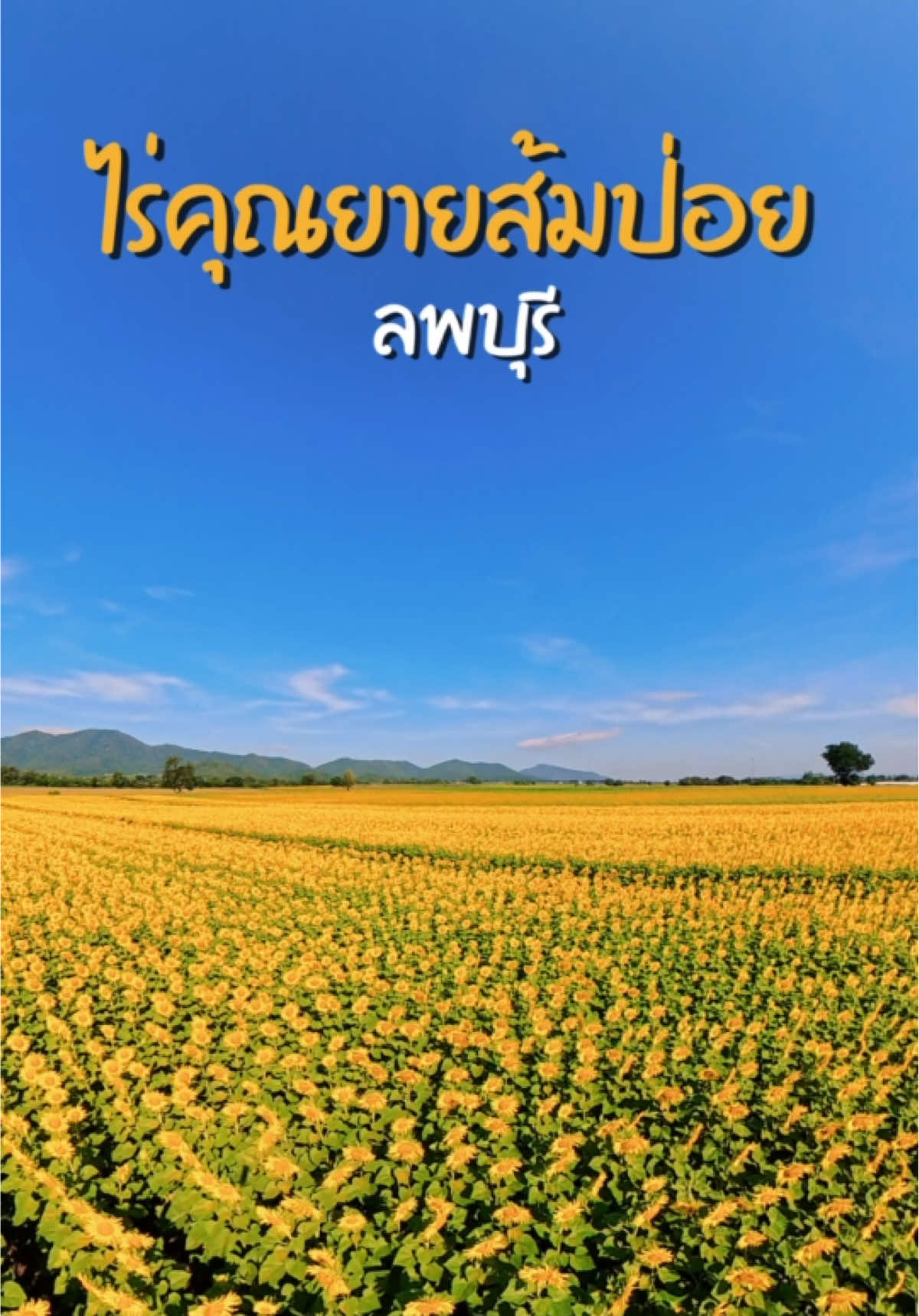 ทุ่งทานตะวันบ้านไร่คุณยายส้มป่อย เปิดให้เข้าชมแล้วนะครับ 🌻☺️ 💶 ค่าเข้า 20 บาท/คน #ทุ่งทานตะวันบ้านไร่คุณยายส้มป่อย #ทุ่งทานตะวันลพบุรี #เที่ยวลพบุรี #ทุ่งทานตะวัน #เที่ยวไทย 