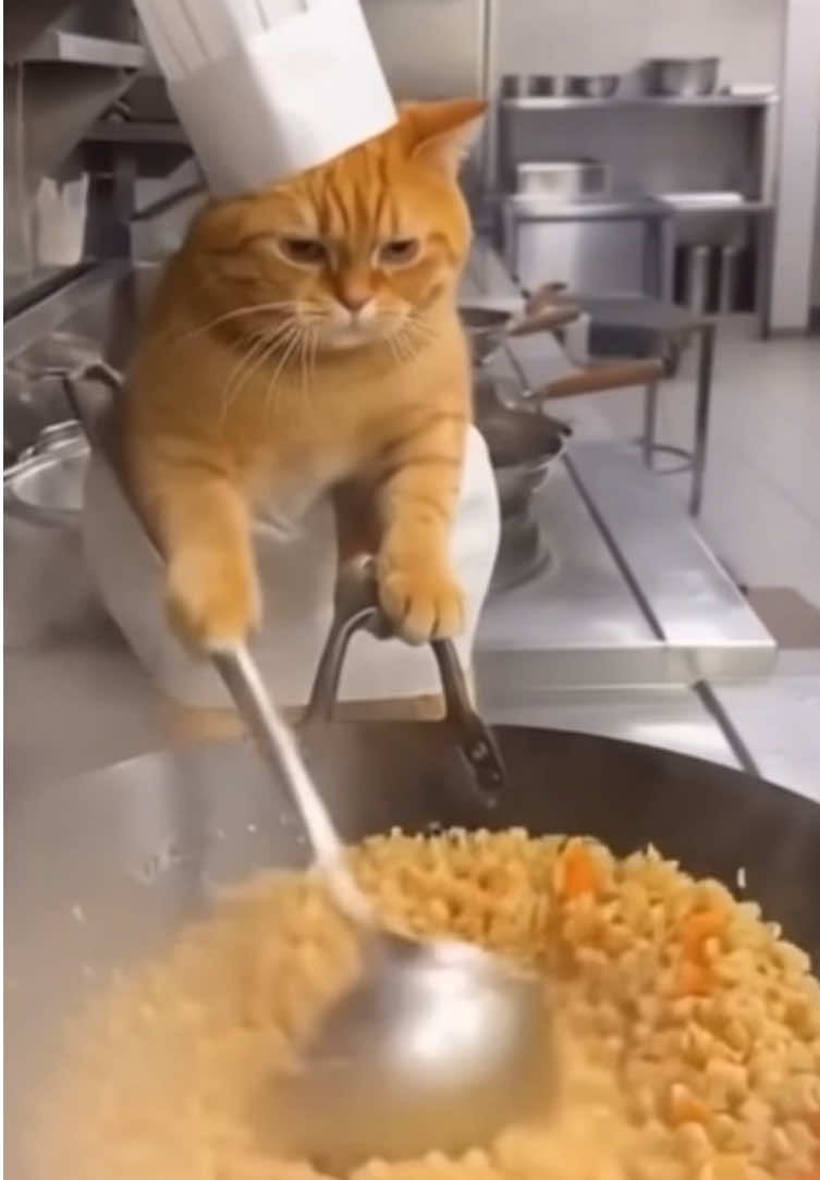 Cat cooks fried rice! #funny #cats #catlover #cat #catsoftiktok 