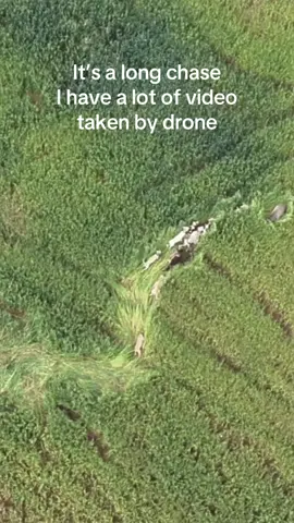 #tiktoktailgatecarcontest It’s a long chase  I have a lot of video  taken by drone Are you interested?#houndsman #hounddog #Garmin 