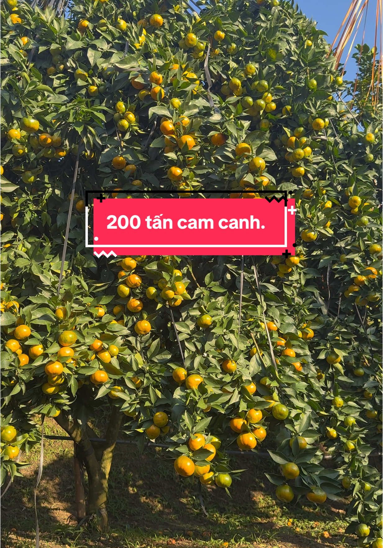 Chỉ có ở cam canh Lục Ngạn mỗi cây 2 tạ phải dùng ống sắt để chống #lucngan #caytrong #nongdan #trending #camcanh🍊 #caycanh #caycomui #mocchau #bacgiang #cam #xuhuong #camcanh #vaisaylucngan 