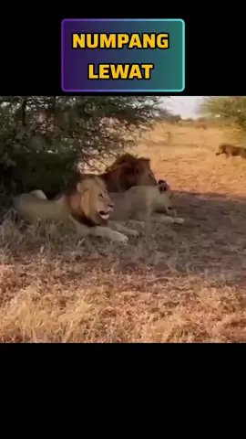 numpang lewat #dubbing #fyp #sidimpuandubbing 