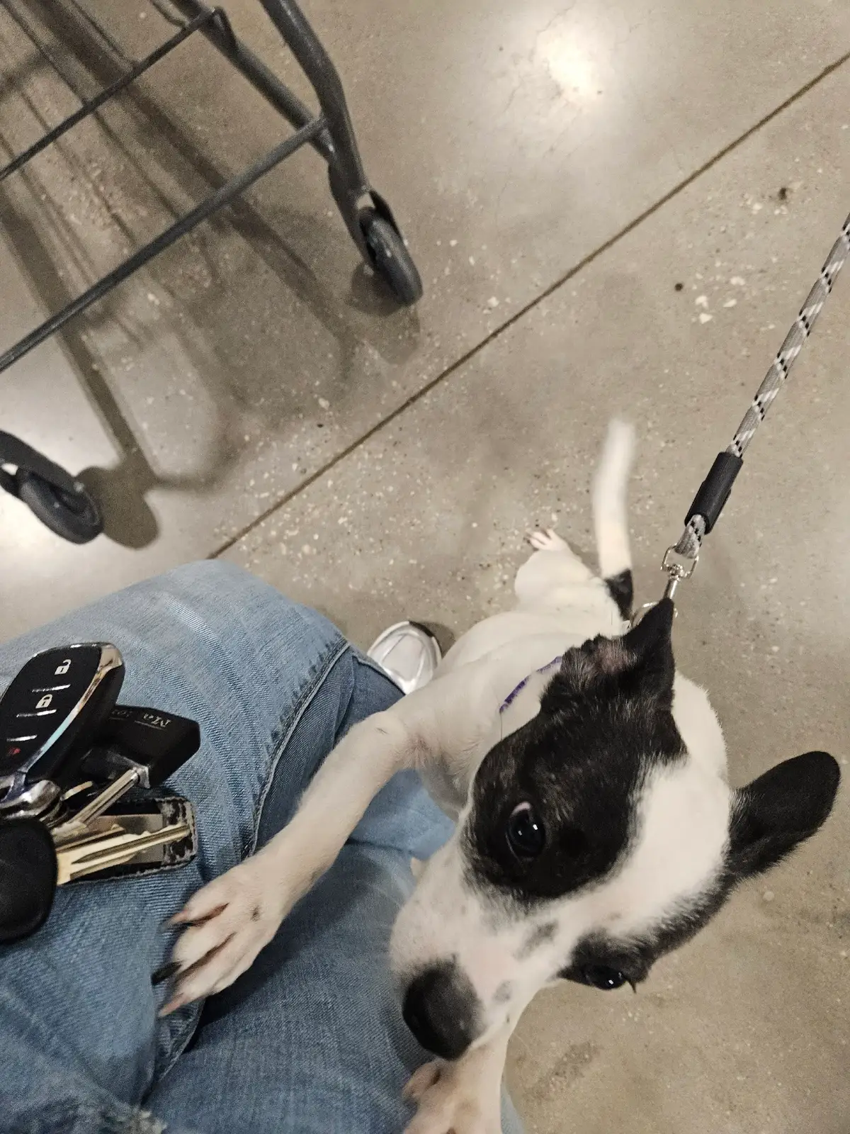 #dogmom #kidsbelike #babydog 