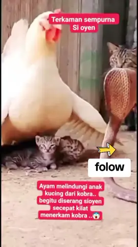 kucing virral Oyen menyelamatkan iduk ayam sm anaknya dari ancaman king kobra #kucingviral #tiktokviral #hiburan #sorotanpublik #kucingvscobra 