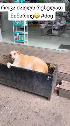 როცა ძაღლს რუსულად მიმართე😀 #dog #foryou #fyp #music #სიმღერა 
