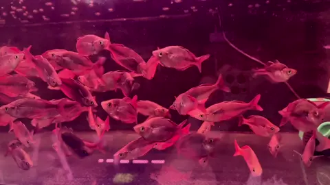 Trifas sz 7-8 mời cả nhà , combo mềm lắm ạ