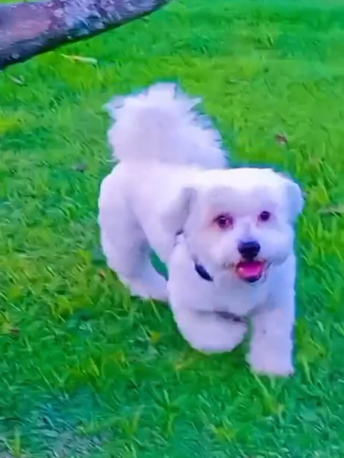 #cachorro #lhasaapso #melhoramigo 