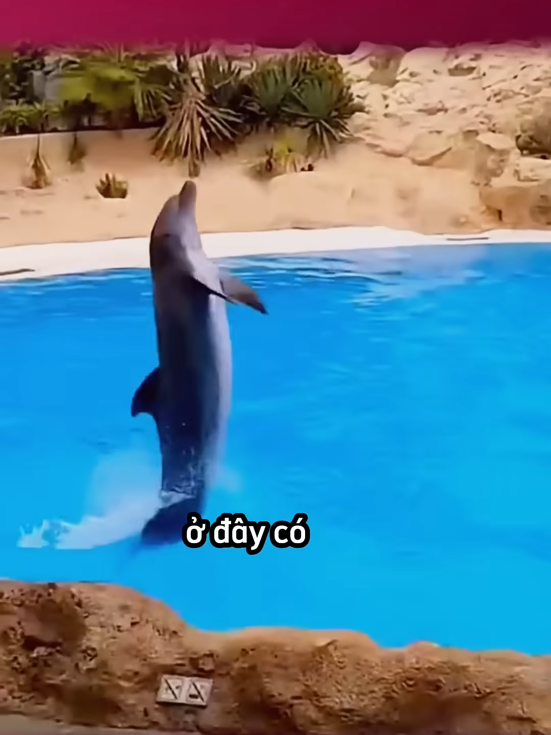 Những danh hài làng động vật 😎 #giangcuman #cudanmang #trending #foryou #haihuoc #fyp #top