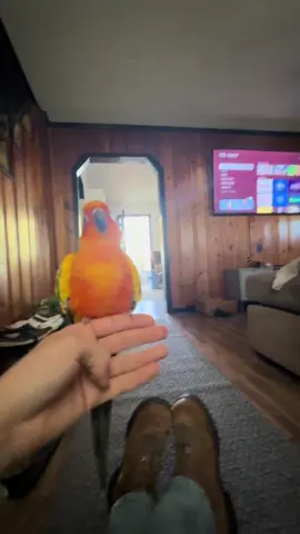 This dudes flight skills just get better and better 💗 This was 2 weeks ago and even since then his confidence just keeps going up. This flight took him a few tries because he had never recalled to me sitting on the floor. It's so important to challenge our birds and really make them use their brains. How's your birds mental toughness?? Do they tackle new challenges? Or does everything scare them?? #recall #freeflight #parrotsoftiktok #birdtok 