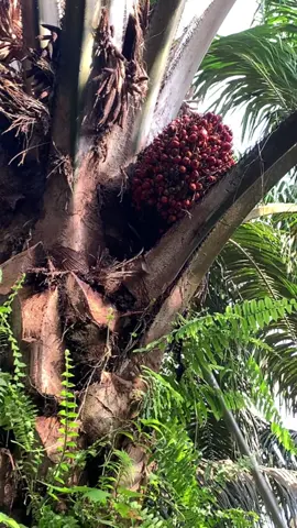 Buah yang satu ini sangat memanjakan mata#lewatberanda #fypシ゚viral #fypage#panensawit #fyppppppppppppppppppppppp 