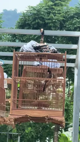 hầu phân vụ lông sau xem sao#chaomaovietnam 