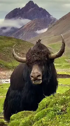 yak