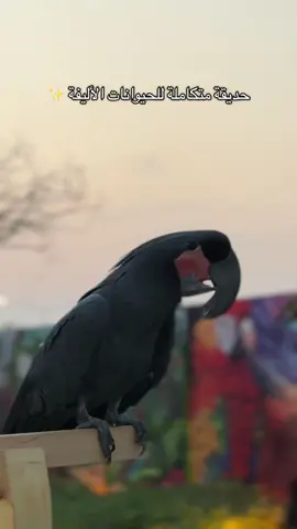 جديد وندر هيلز الجبيل الصناعية 